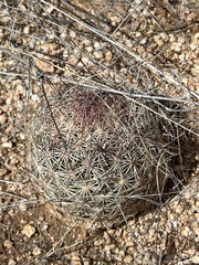 Echinomastus erectocentrus erectocentrus