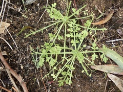 Papaver californicum