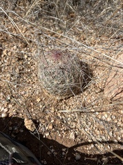Echinomastus erectocentrus erectocentrus