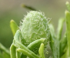Papaver californicum