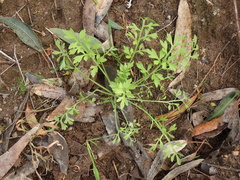Papaver californicum