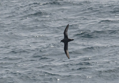 Pterodroma inexpectata