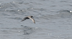 Pterodroma inexpectata