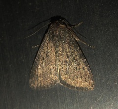 Condica capensis