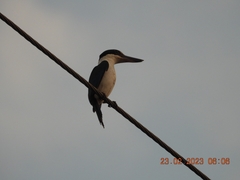 Todiramphus chloris davisoni