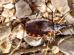 Triatoma