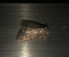 Condica capensis