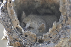 Microcebus murinus