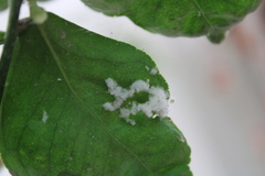 Planococcus
