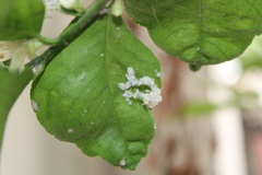 Planococcus