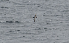 Pterodroma inexpectata