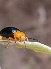 Lamprolina simillima