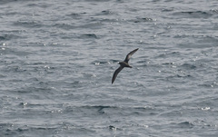 Pterodroma inexpectata