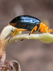 Lamprolina simillima