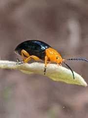Lamprolina simillima