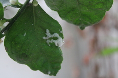 Planococcus