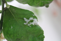Planococcus