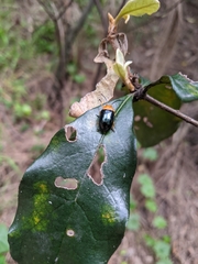 Lamprolina simillima