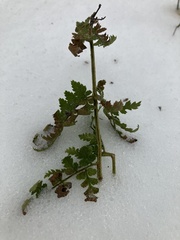 Dryopteris intermedia