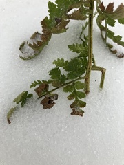 Dryopteris intermedia