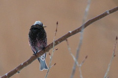 Leucosticte atrata