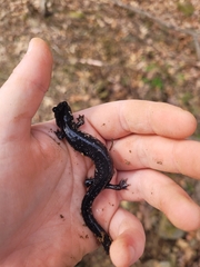 Plethodon albagula