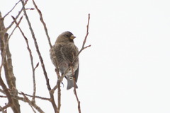 Leucosticte australis