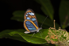 Oleria astrea chloris