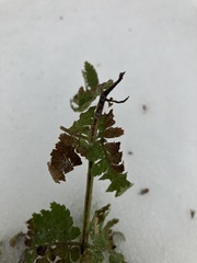 Dryopteris intermedia