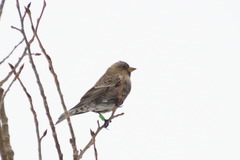 Leucosticte australis