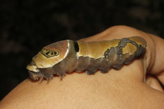 Papilio menatius victorinus