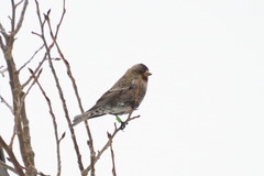 Leucosticte australis