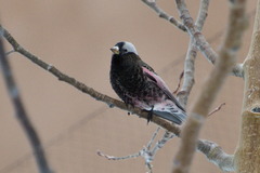 Leucosticte atrata