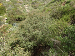 Ceanothus megacarpus
