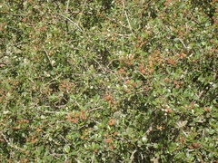 Ceanothus megacarpus