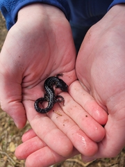 Plethodon albagula