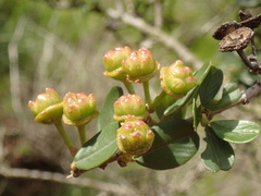 Ceanothus megacarpus