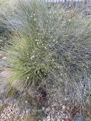 Bebbia juncea
