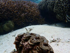 Tridacna noae