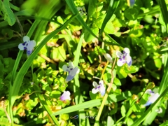Torenia crustacea