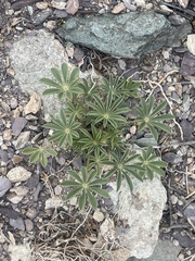 Lupinus arizonicus
