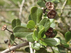 Ceanothus megacarpus