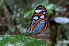 Oleria astrea chloris