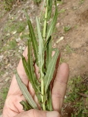 Caulanthus heterophyllus