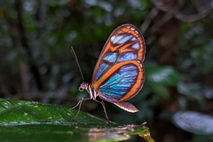 Oleria astrea chloris