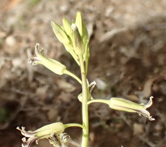 Caulanthus heterophyllus