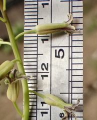 Caulanthus heterophyllus