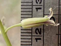 Caulanthus heterophyllus