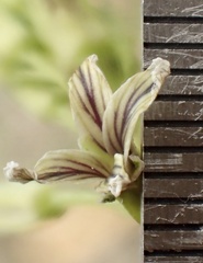 Caulanthus heterophyllus