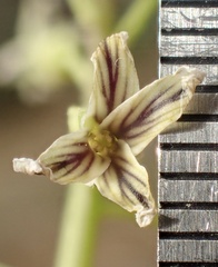 Caulanthus heterophyllus